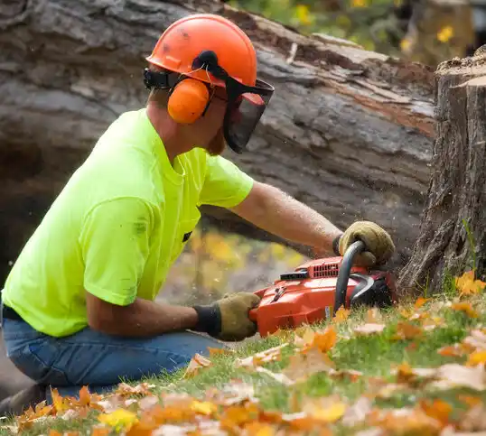 tree services Elmira Heights